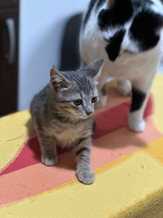 Adopție pui de pisica