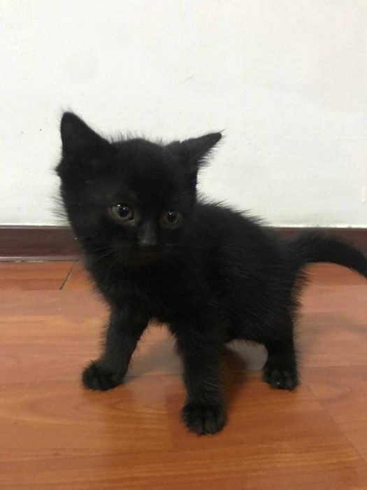 Котята в хорошие руки