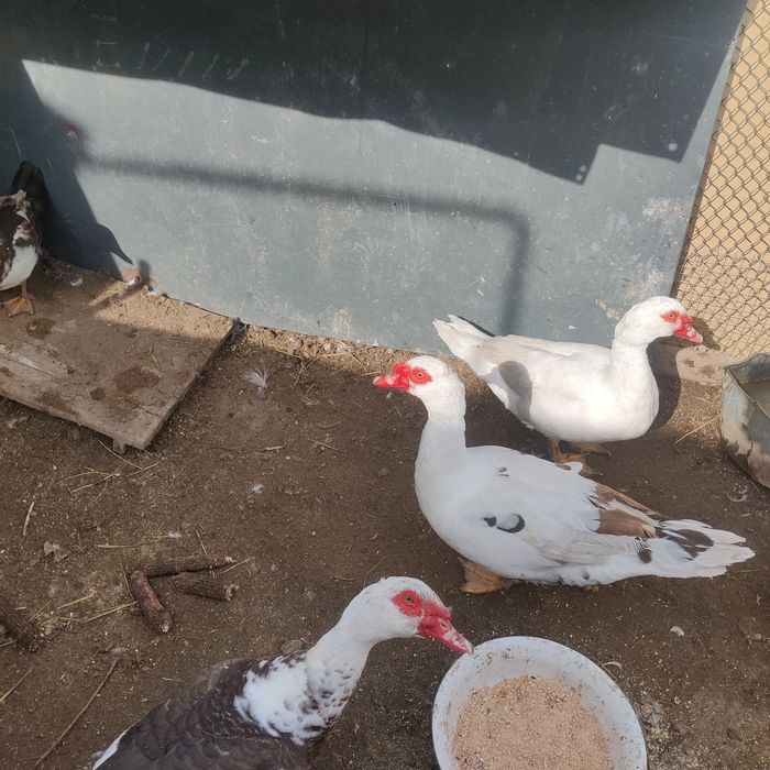 Молодые селезни индоутки