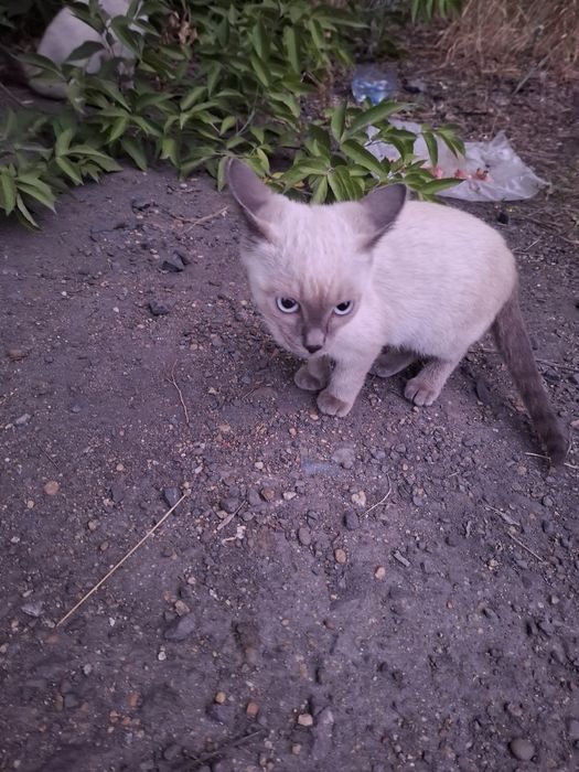 Отдам  красивых котят