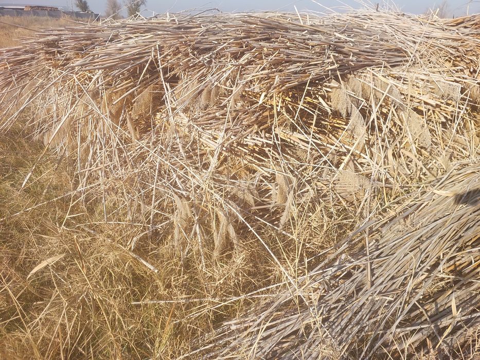Камыс сатылады. Камыш.