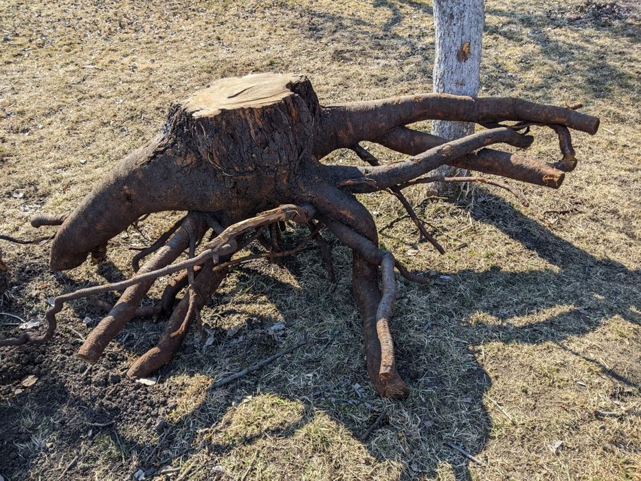 De vânzare rădăcina cireș