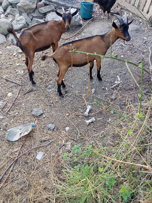 Vând ied și iadă alpin francez