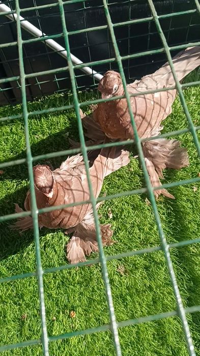 Голуби красные пискуны