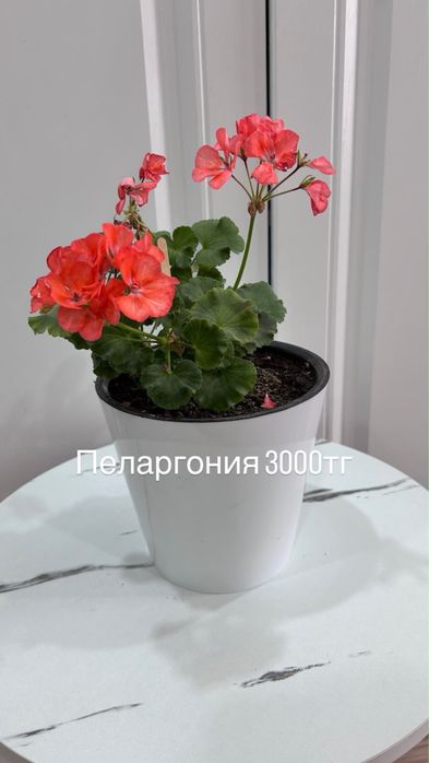 Цветы комнатные кактус пеларгония сингониум самшит алаказии