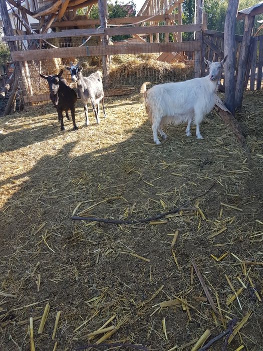 Vand capre și tap