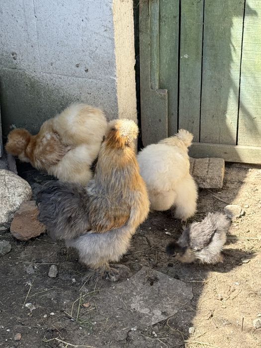 Копринки кокошки