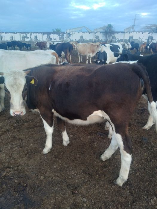 Корова и телка  продам