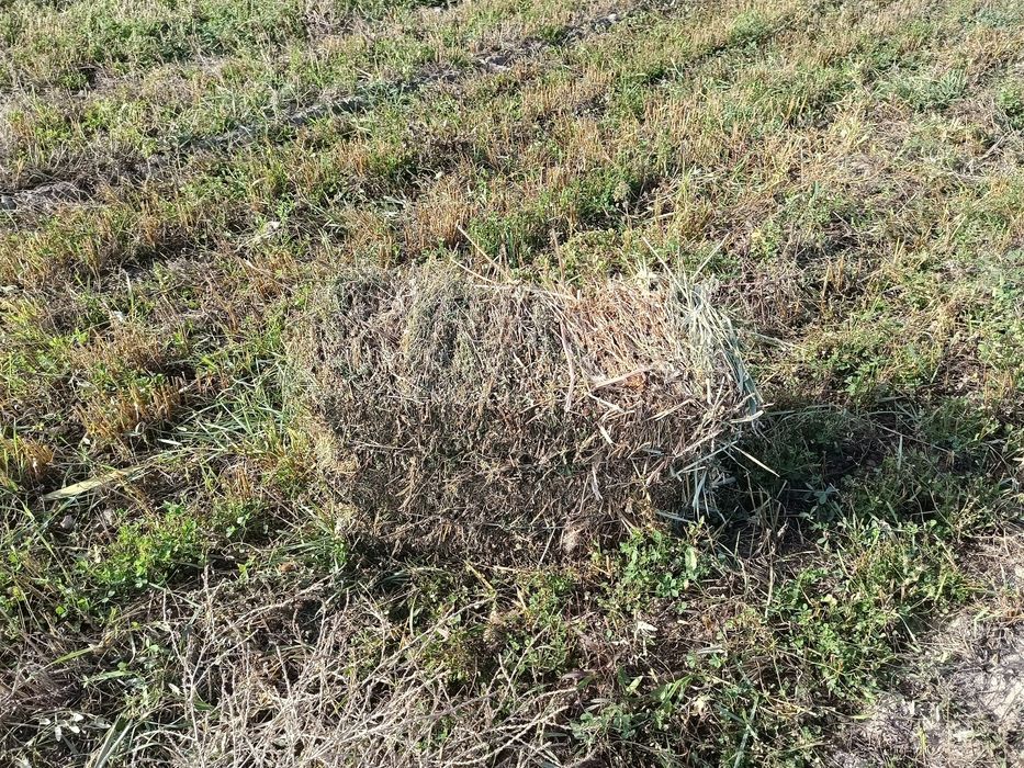 Продам сено разнотравье люцерна камыш трава