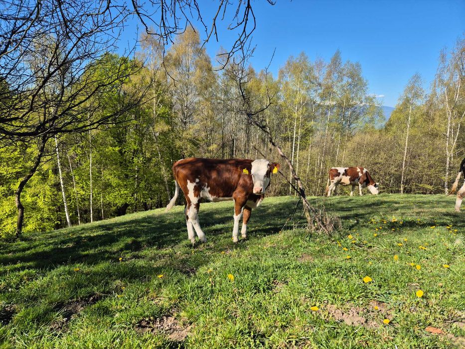 Vaca cu vitel de vanzare