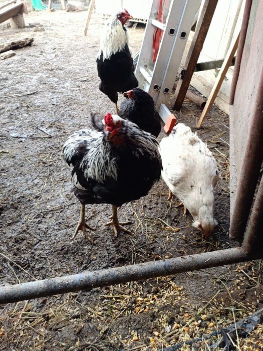 De vânzare cocoși de rasă Combatant indian, Wyandotte, Araucana și Jer