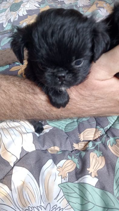 Милашки щенки метисята.