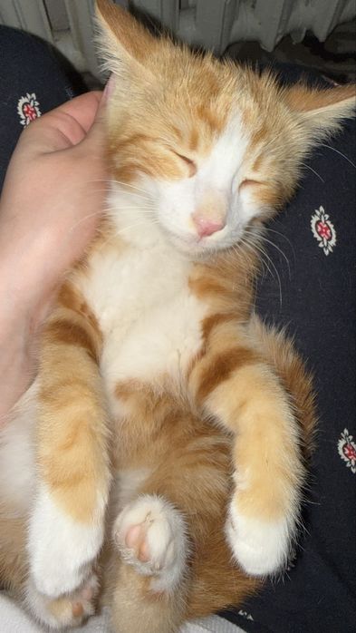 Котята бесплатно