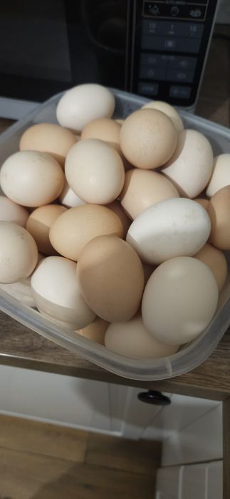 Ouă de gaina de țară