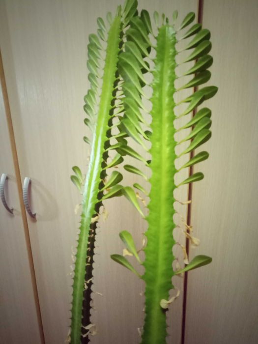 продается молочай или эуфорбия