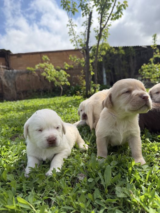 Продам щенков лабрадора