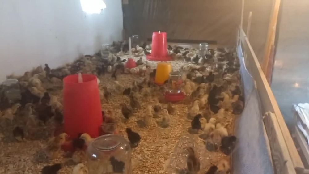 Andijon qora tovuq va rangli joʻjalar sotiladi inkubator xizmati ham b