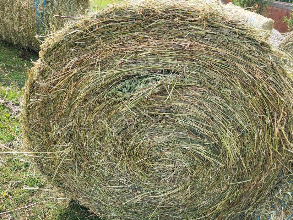 Vând baloți de lucernă și fân