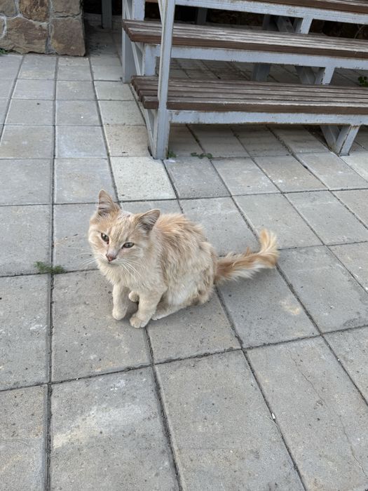 Найдена кошка, может кто потерял