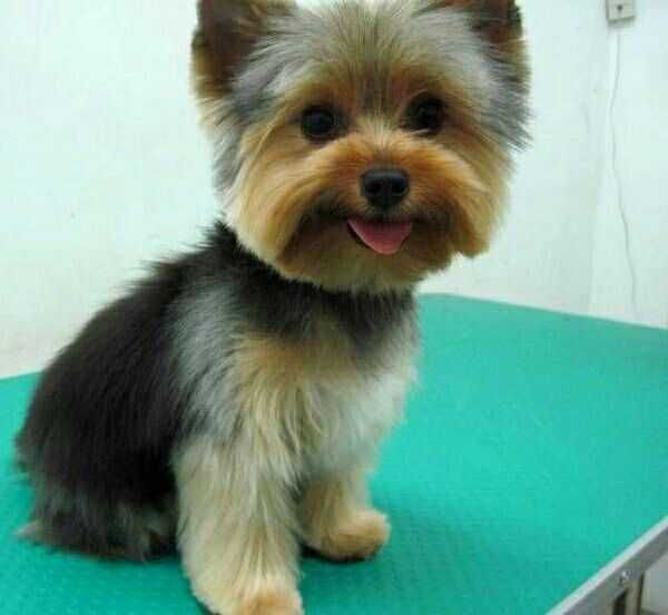 Стрижка собак мелких пород