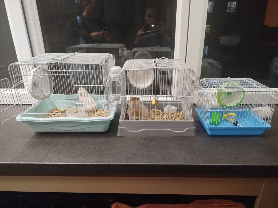 Хамяклар оиласи/Семья Сирийских Хомяков