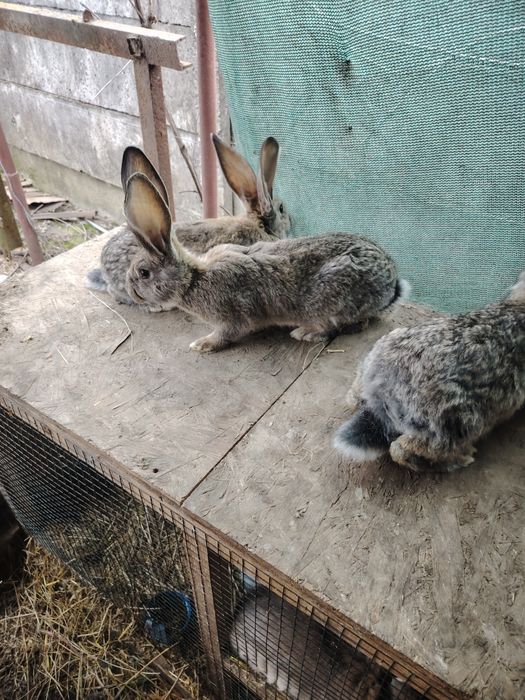 Urias german diferite cuiburi