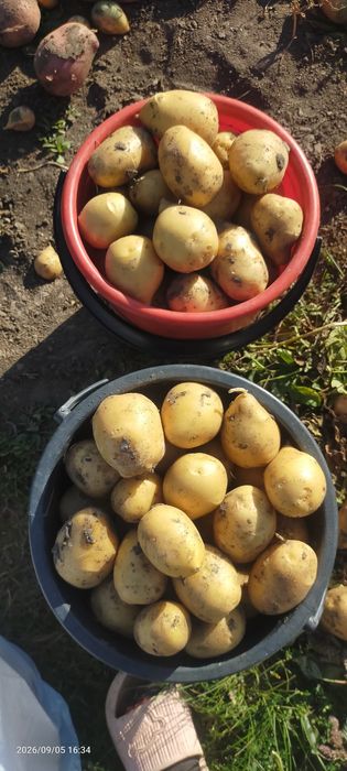 Продам дачный картофель.