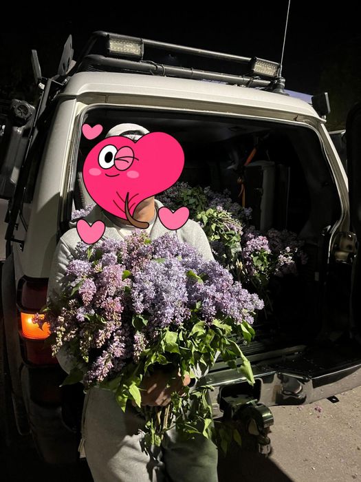 Сирень домашняя, оптом и в розницу