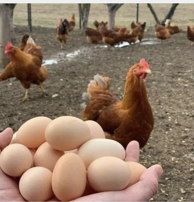 Gaini rosii ouatoare sanatoase si bune pentru productia de oua