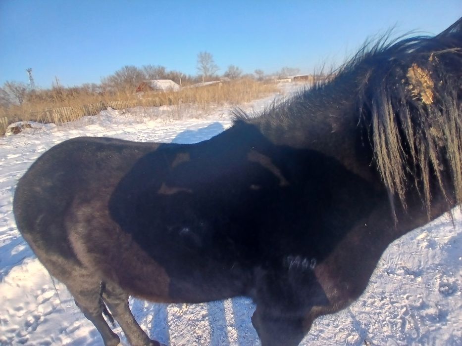 Продам жеребца 7