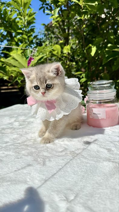 British Shorthair Chinchilla Blue Golden -  Fetita cu certificat pedigree