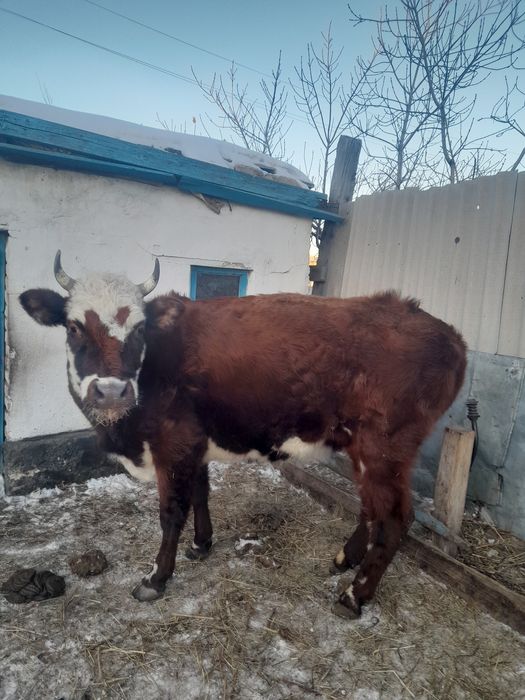 Продам три коровы