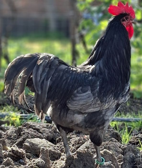Vând Cocoș si gaini australorp