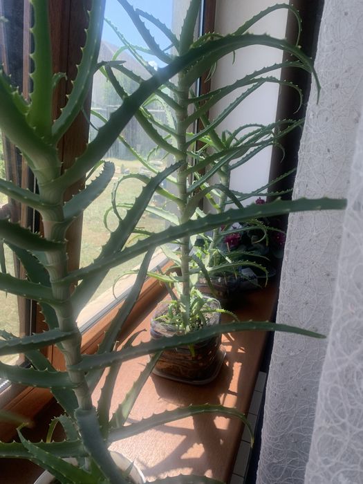 Алоэ лечебный 3 х летний