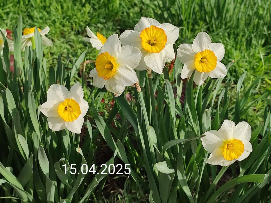 Крупно корончатые нарциссы. Луковицы