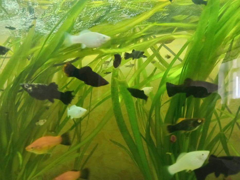 Аквариум балықтары сатылады