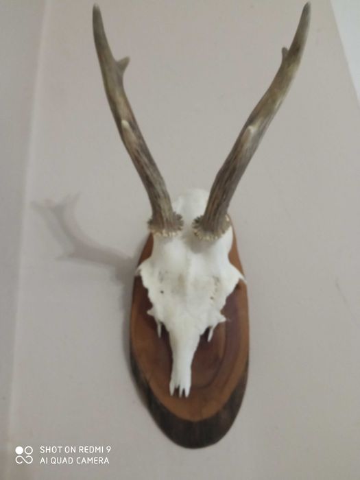 Трофей - рога от сръндак