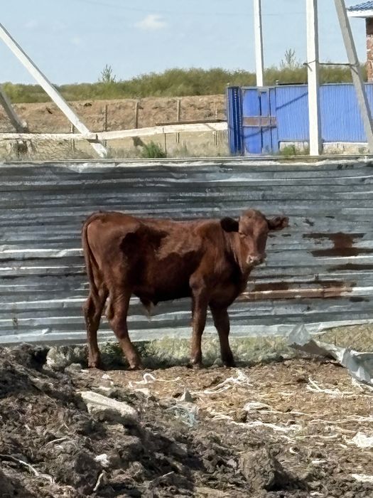 Бузау сатылады, продаются телята