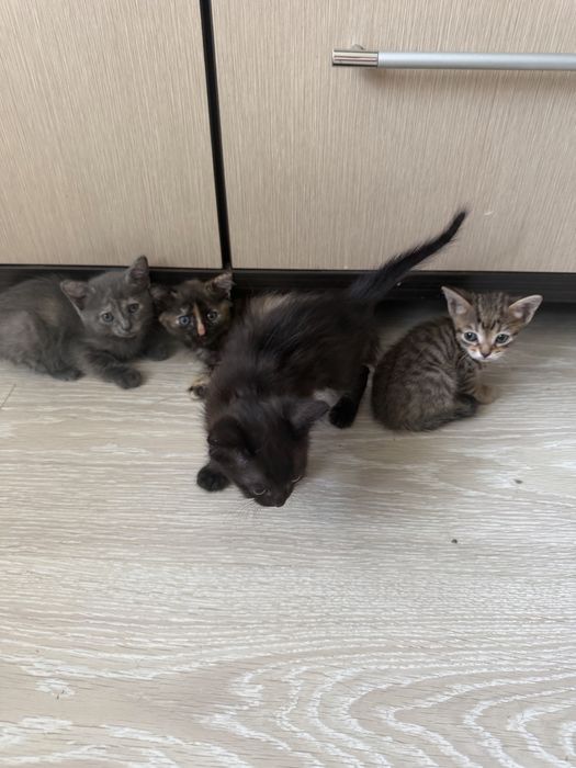 Отдам котят без породы