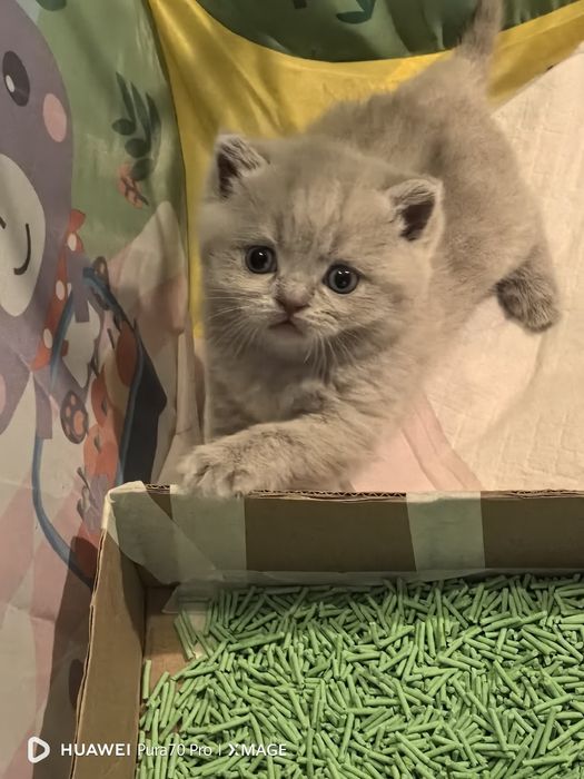 Британски късокосмести котета