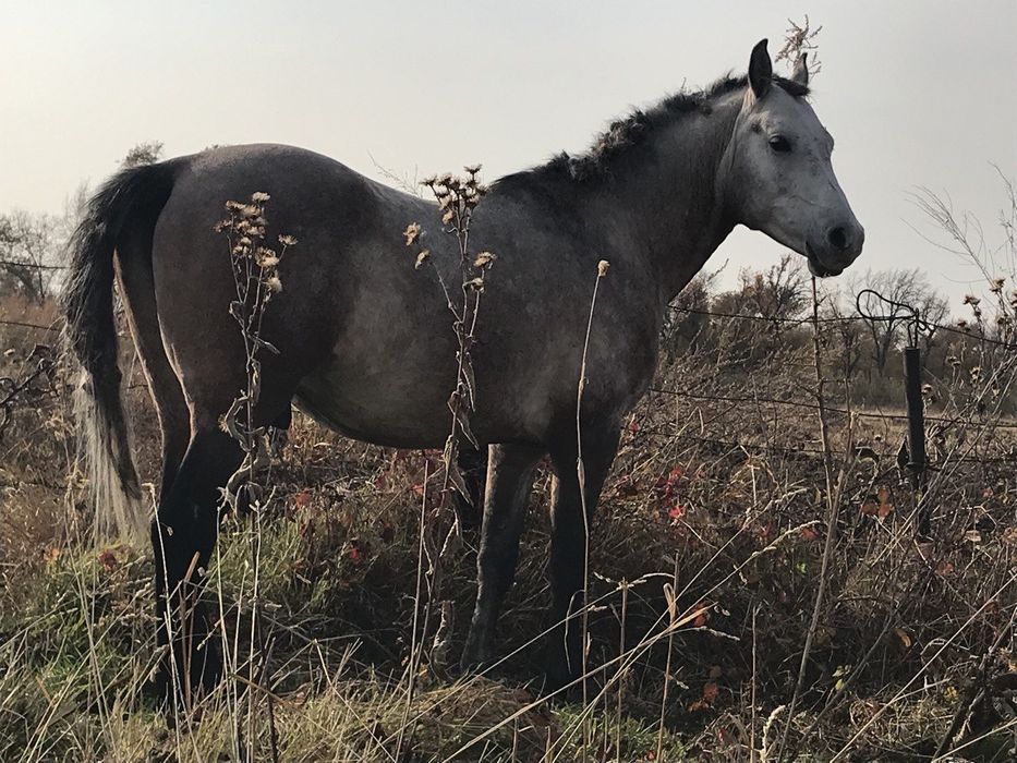 Продам Арабского жеребца потомка знаменитых жеребцов