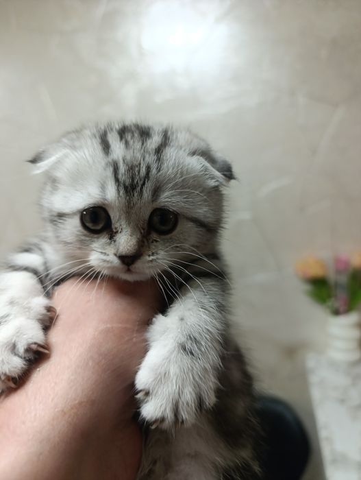 Шотланские вислоухие