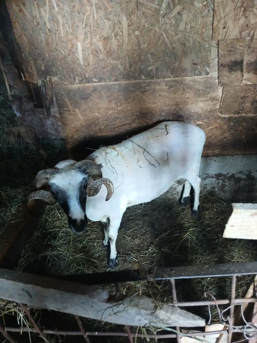 Berbec breaz de vanzare