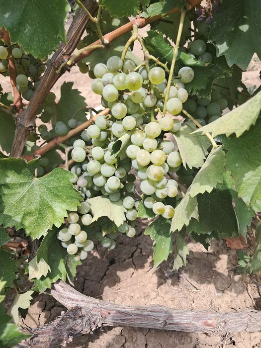 Struguri Feteasca