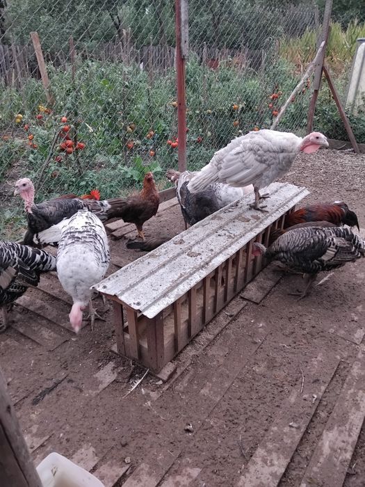Curcani de Vânzare