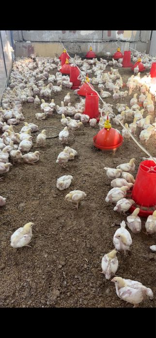 Броллер жужалар 1 кг