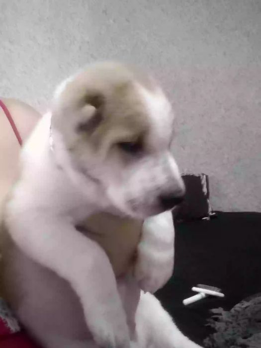 Продаю собачку 2 месяца Туркменский алабайчик чистакровный