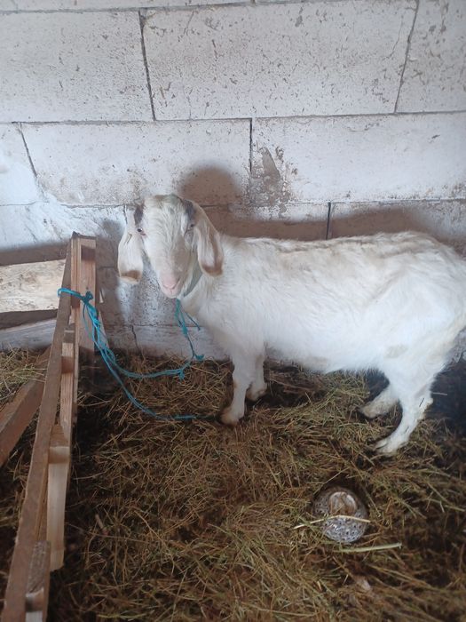 Capră tânără pentru cei interesați