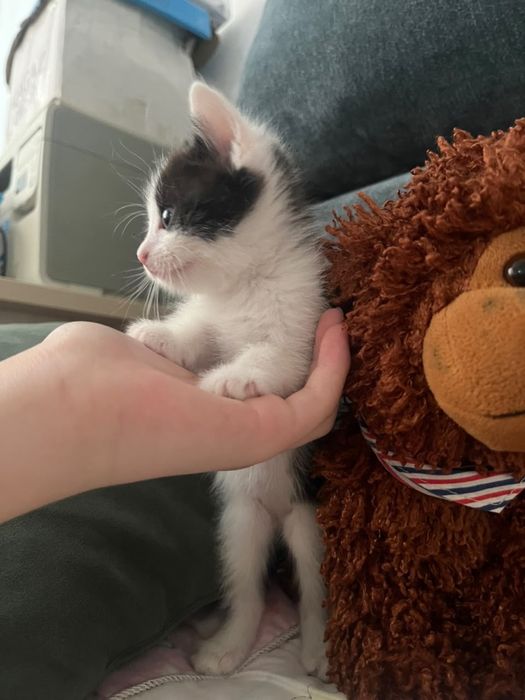 Котяты отдам даром. 2 месяца