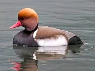 Vând rate mandarin, carolin, fluieratoare, gaste, lebede, rate exotice